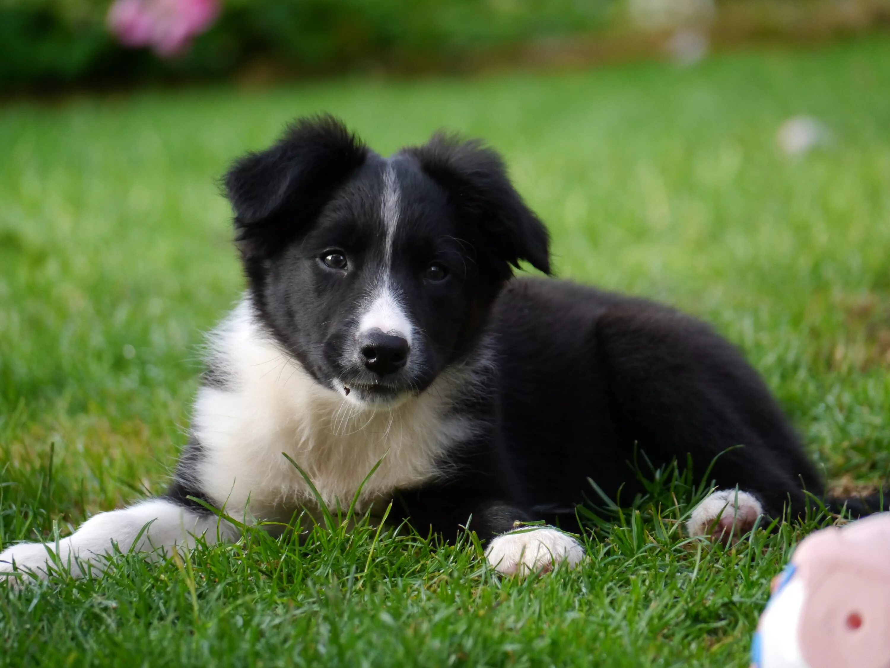 Порода бордер колли фото щенки Free Images : puppy, border collie, vertebrate, dog breed, karelian bear dog, do