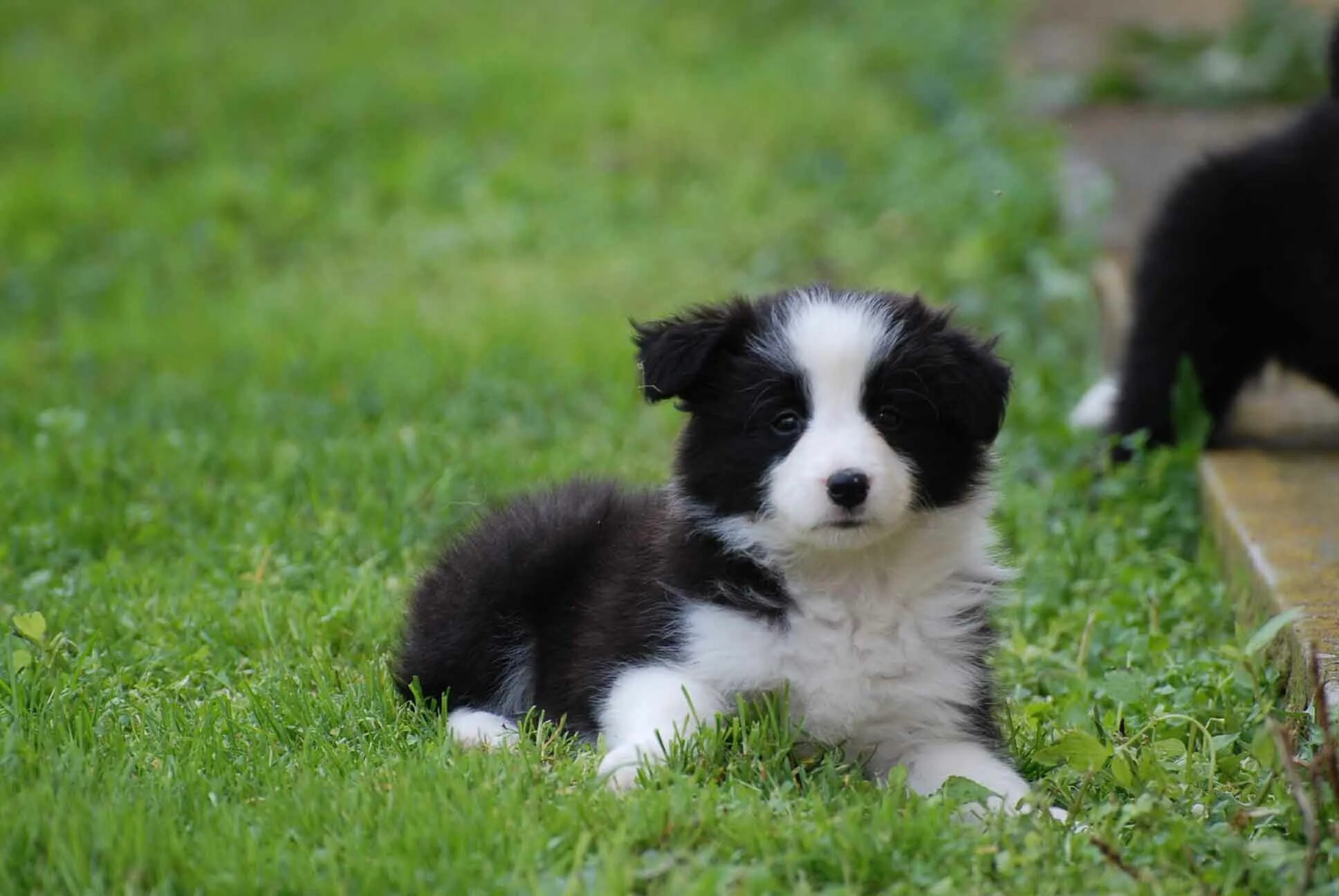 Порода бордер колли фото щенки Is a Border Collie right breed for me? - InGold's Border Collies