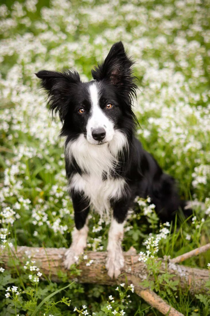 Порода бордер колли фото щенки Dogs, Collie, Border collie