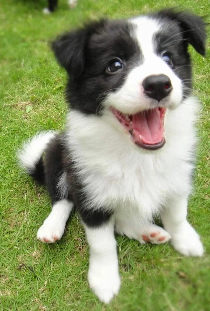 Порода бордер колли фото щенки цена Border collie: carattere, salute, cuccioli e allevamento Cute dogs, Puppies, Cut