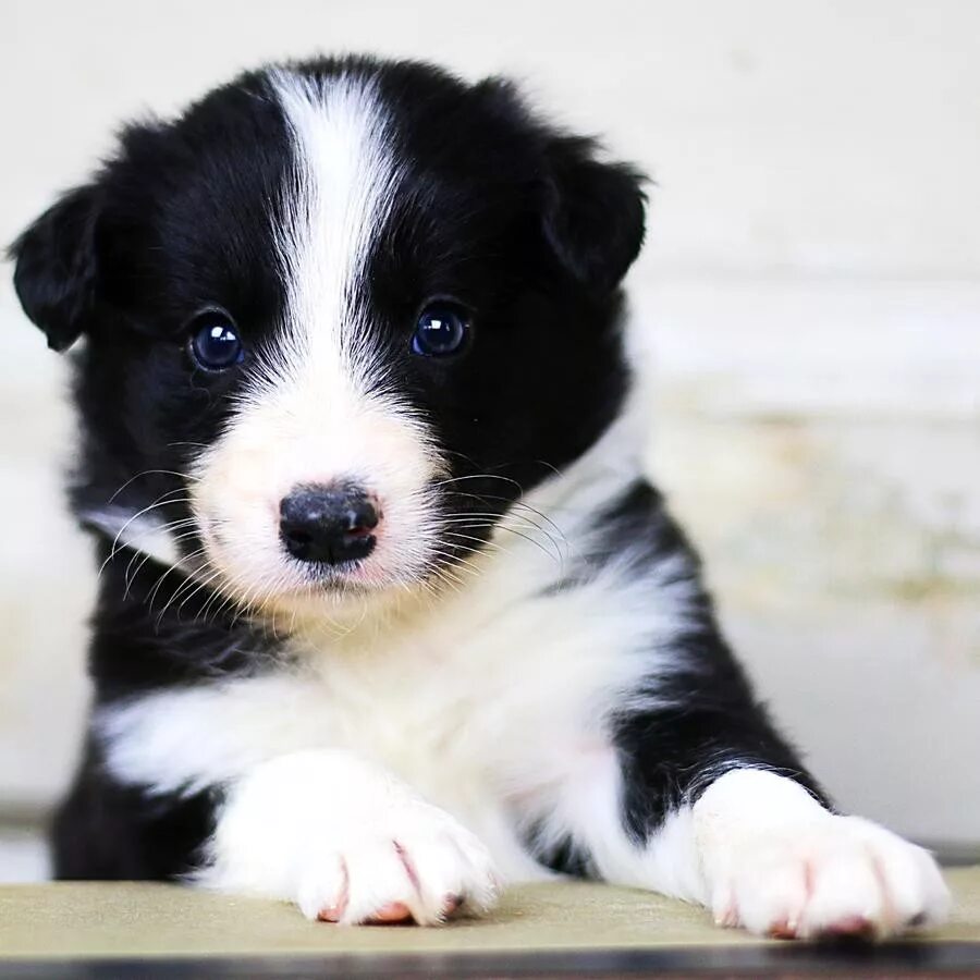 Порода бордер колли фото щенки цена Border Collie For Sale in Clayton County (1) Petzlover