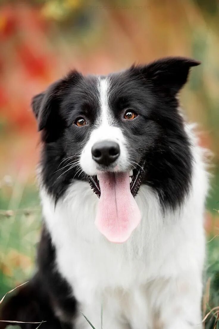 Порода бордер колли фото щенки цена Border Collie. By Kseniya Ressy. #bordercollie Dog breeds, Collie, Collie dog