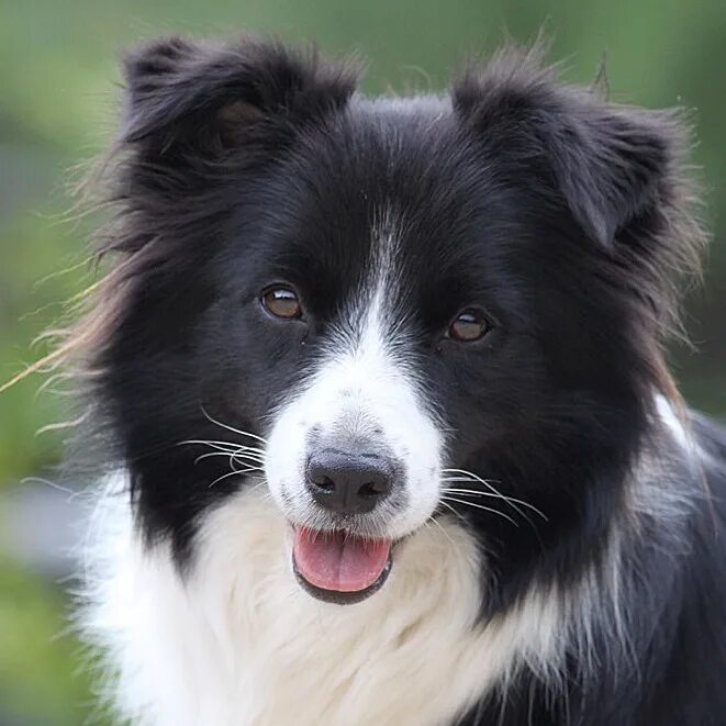 7 Border Collie Breeders In Oregon: Find The Perfect Collie