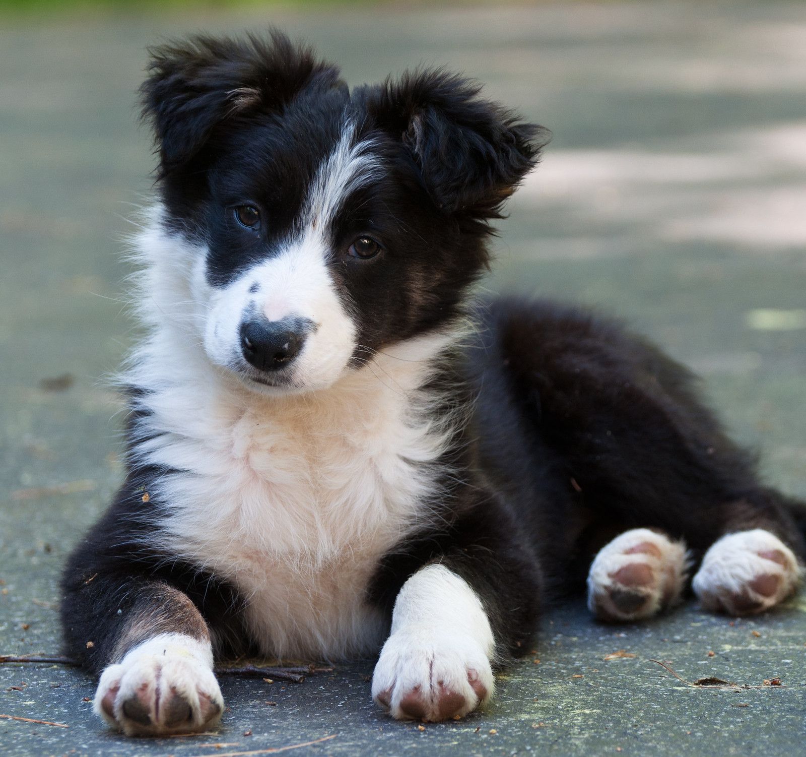 Порода бордер колли фото щенки цена What does that mean? Collie puppies, Border collie puppies, Dogs