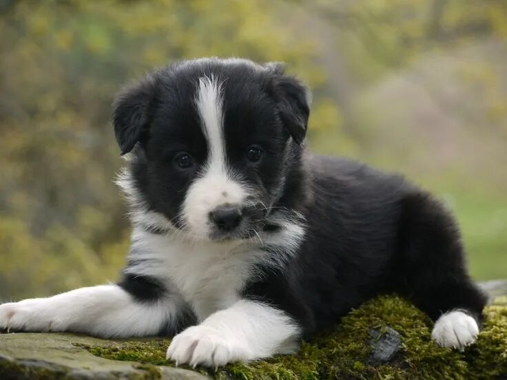 Порода бордер колли фото щенки цена Border Collie puppies. Keswick, Cumbria Border collie puppies, Collie puppies, C