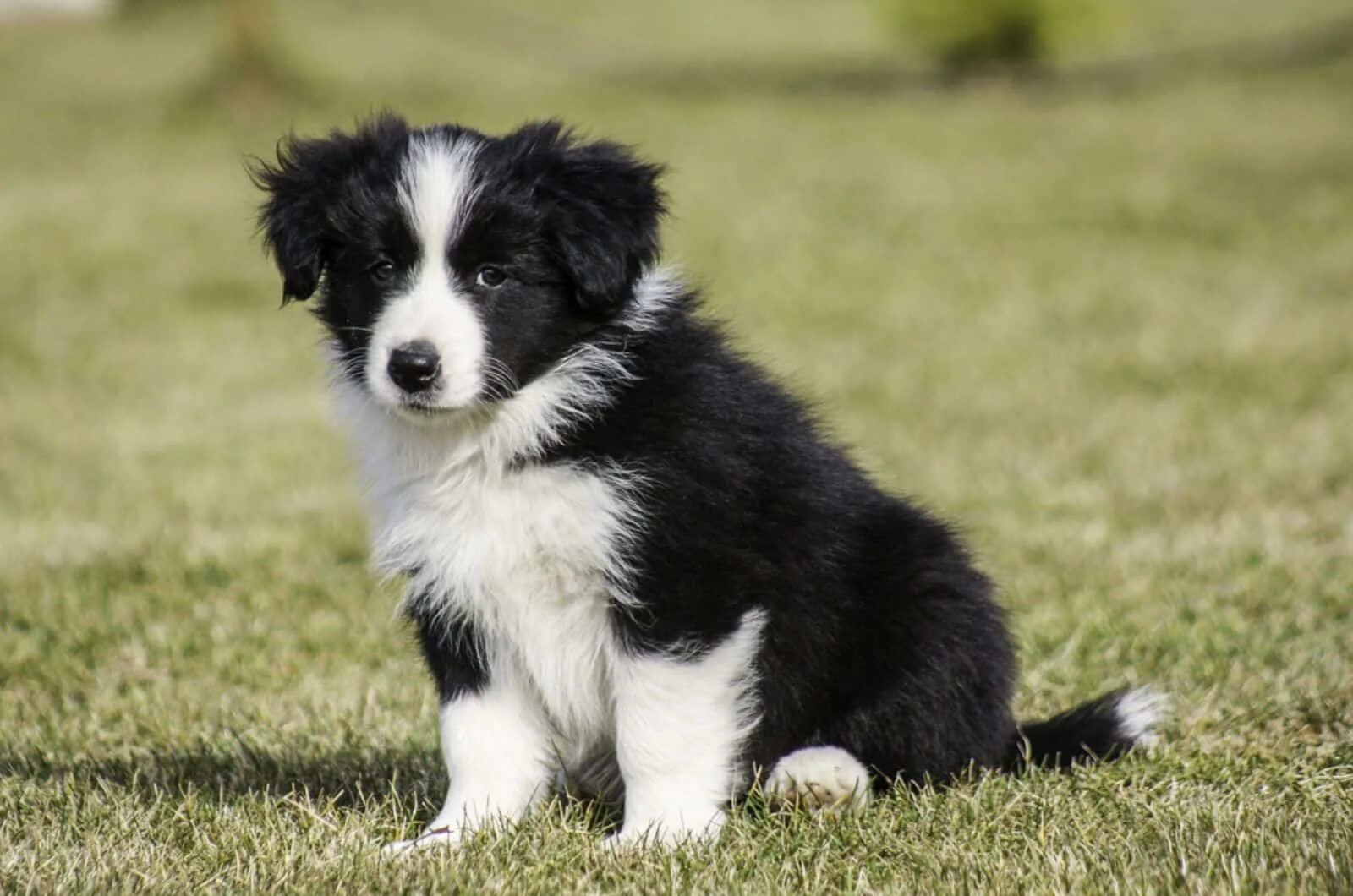 Порода бордер колли фото щенки цена 7 Border Collie Breeders In Oregon: Find The Perfect Collie