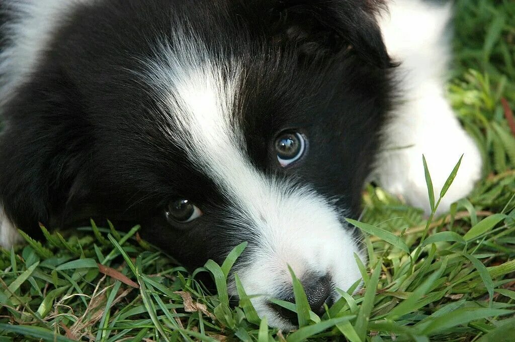 Порода бордер колли фото щенки цена Pin by Selma Baptista Dias on Dogs Border collie puppies, Puppies, Collie