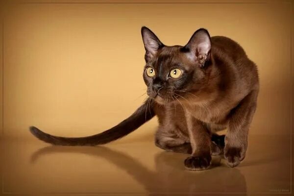 Порода бурма фото котят Кошка Бурма Rare cats, Cat breeds, Burmese cat