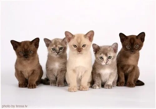 Порода бурма фото котят the gang Burmese cat, Cute cats, Cat breeds