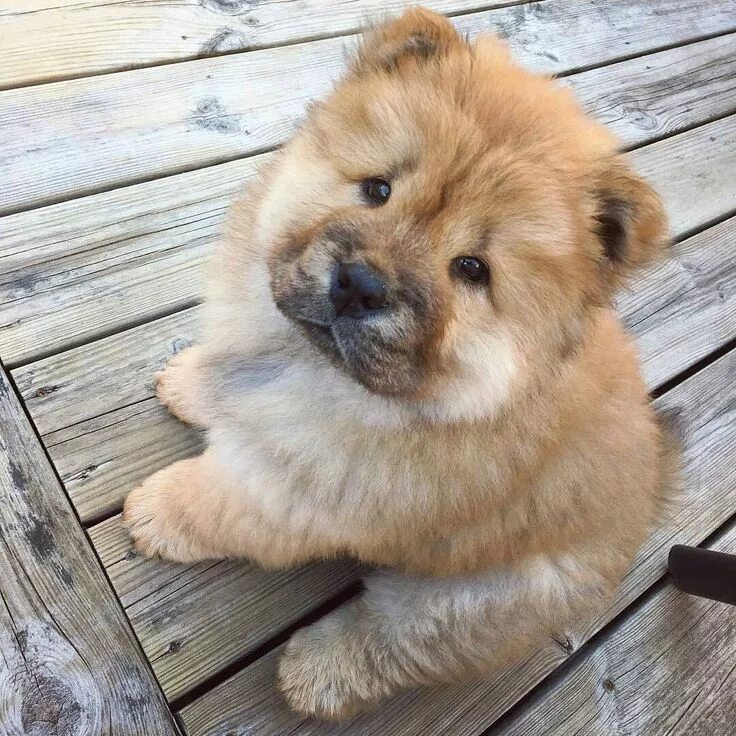 Порода чау чау фото щенки CHOWSTAGRAM CHoW CHoW PuPPieS on Instagram: "PHoTo : @therooibos" Hundebaby, Tie