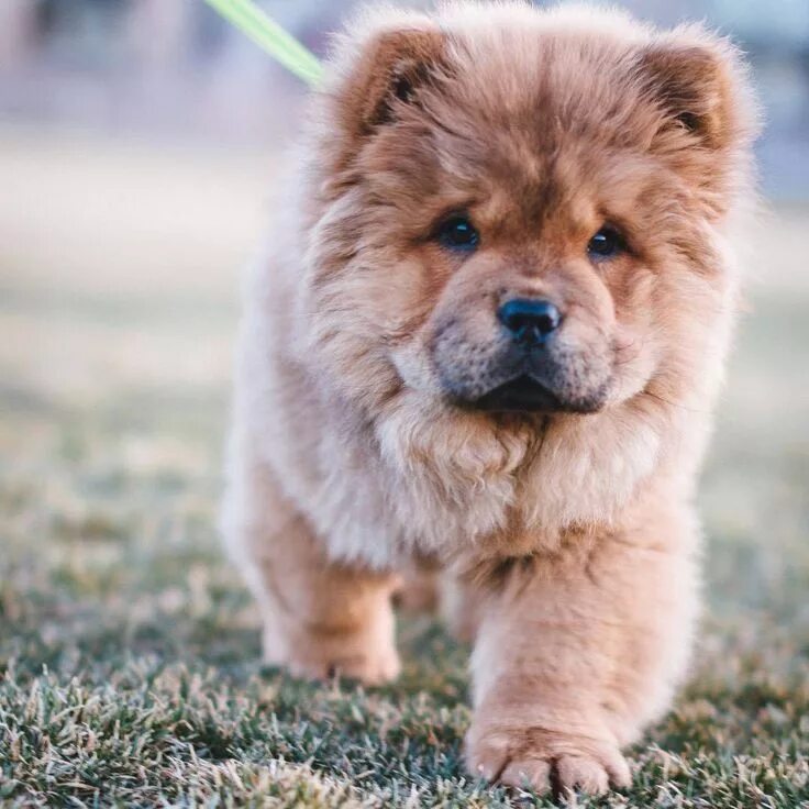 Порода чау чау фото щенки Discover the Timeless Beauty of Chow Chow