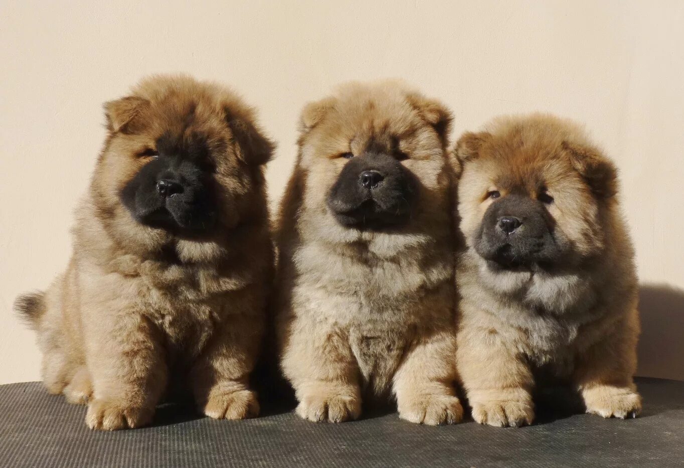 Порода чау чау фото щенки цена How to choose a Chow Chow puppy on a bulletin board in Israel