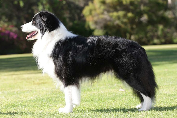 Порода черно белых собак фото Animals - Walpaper Border Collie Dog breeds, Dog breeder, Border collie dog