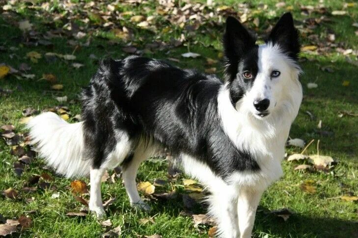 Порода черно белых собак фото Border Collie Border collie, Cães, Cães grandes