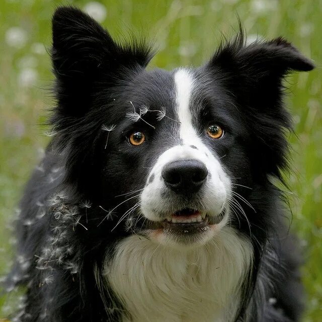 Порода черно белых собак фото My Contacts' Dogs :) Border collie, Collie dog, Collie