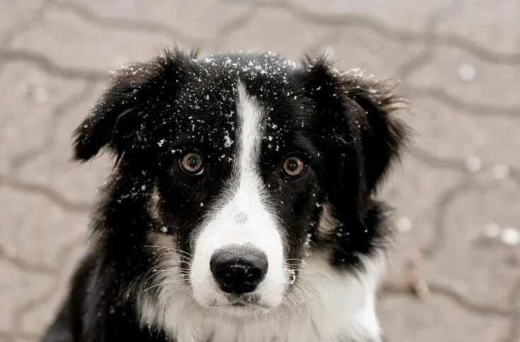 Порода черно белых собак фото 3 Reasons You Should Take Your Dog Out No Matter What the Weather is Like Collie