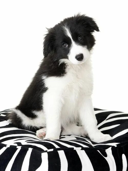 Порода черно белых собак фото bigfranklittlebeans Black and white dog, White puppies, White dogs