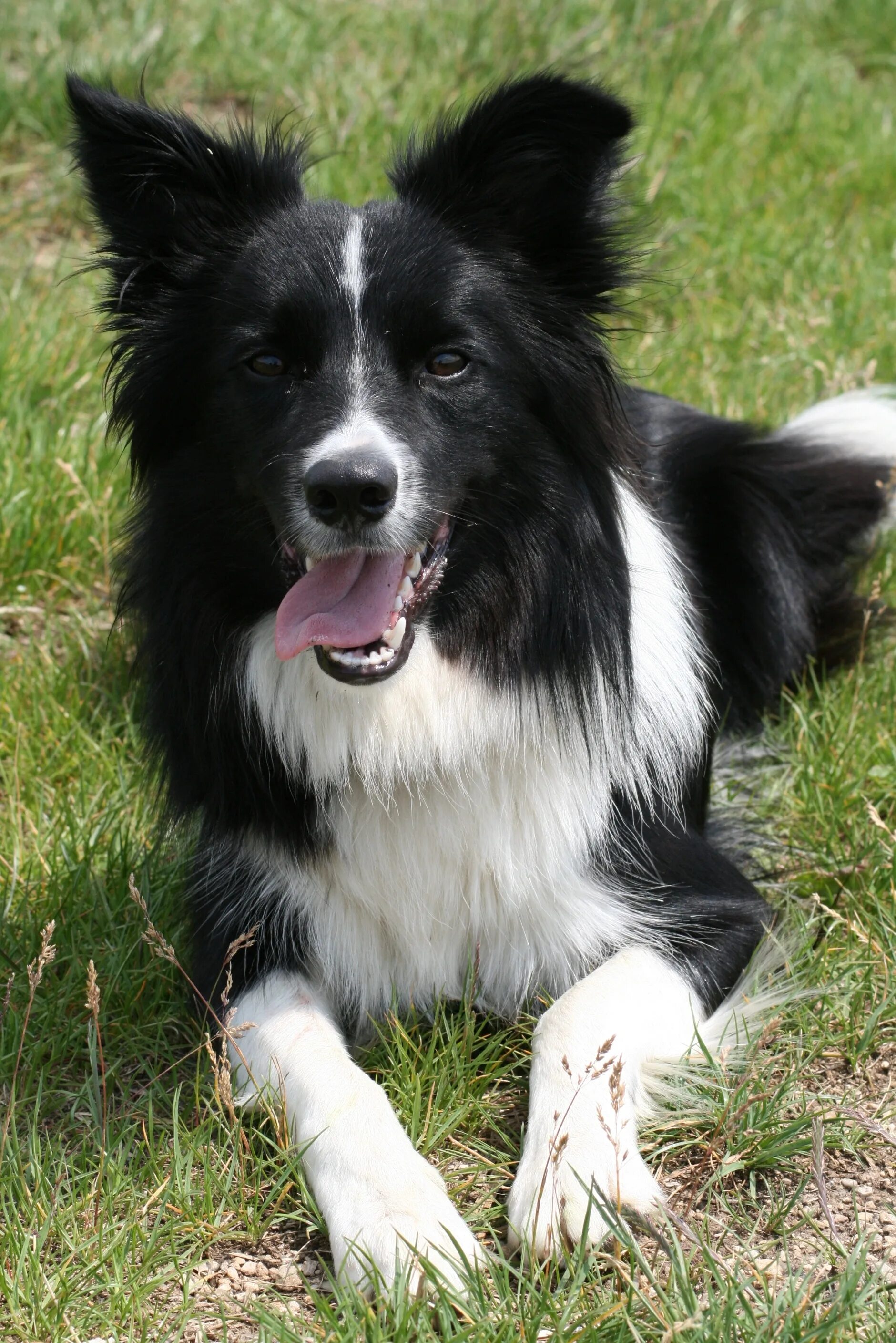 Порода черно белых собак фото Free Images : black and white, border collie, vertebrate, dog breed, herding dog