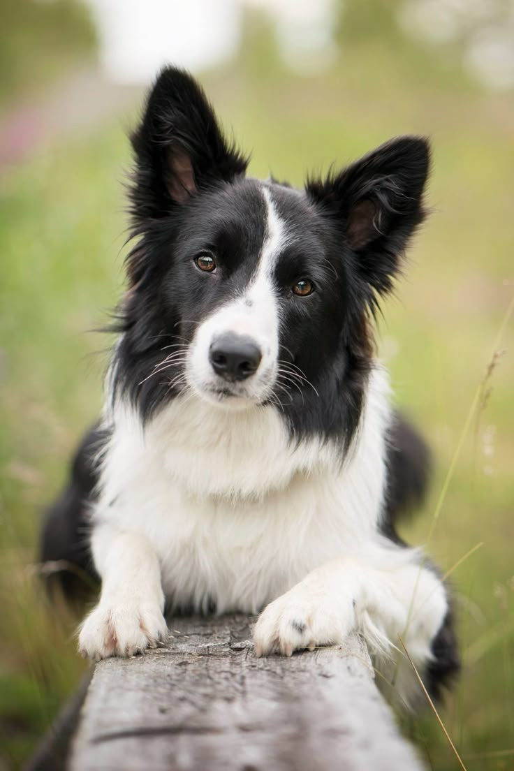 Порода черно белых собак фото Pin on Human's best friend Border Collie Collie dog, Dogs, Dog breeds