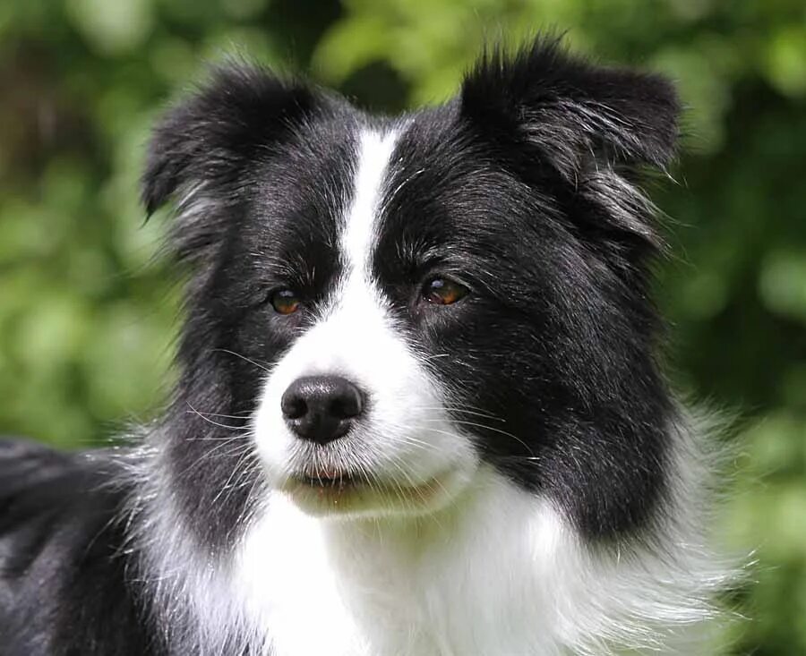 Порода черно белых собак фото Simaro Border Collies - NAOMI