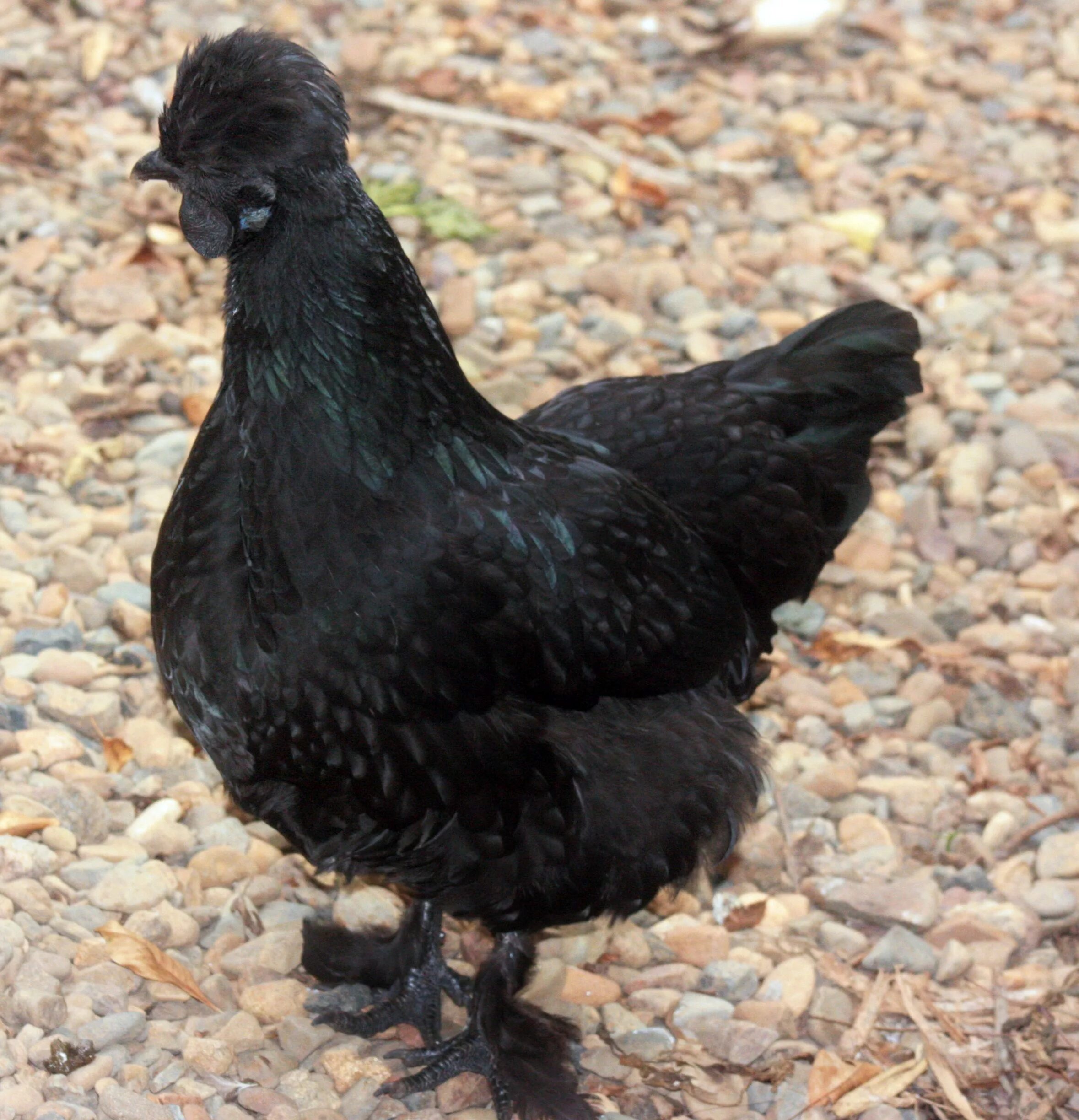 Порода черных кур фото и название This is midnight my black bantam silkie cross. Beautiful chickens, Rooster breed