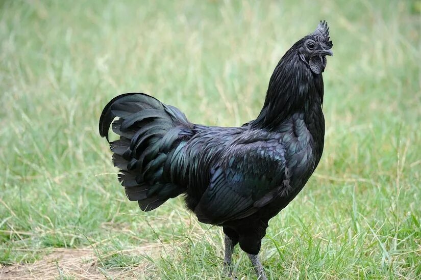 Порода черных кур фото и название This chicken has blue-black bones, organs, and meat—here's why Melanistic, Chick