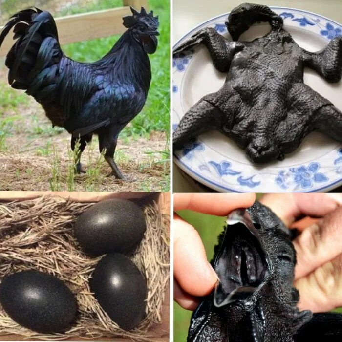 Порода черных кур фото и название This is the Ayam Cemani Chicken of Indonesia. It's a very rare breed. The entire