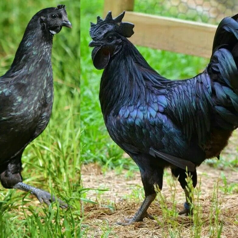 Порода черных кур фото и описание Ayam Cemani from Indonesia. Black skin and meat. Hayvan, Tavuk, Horoz