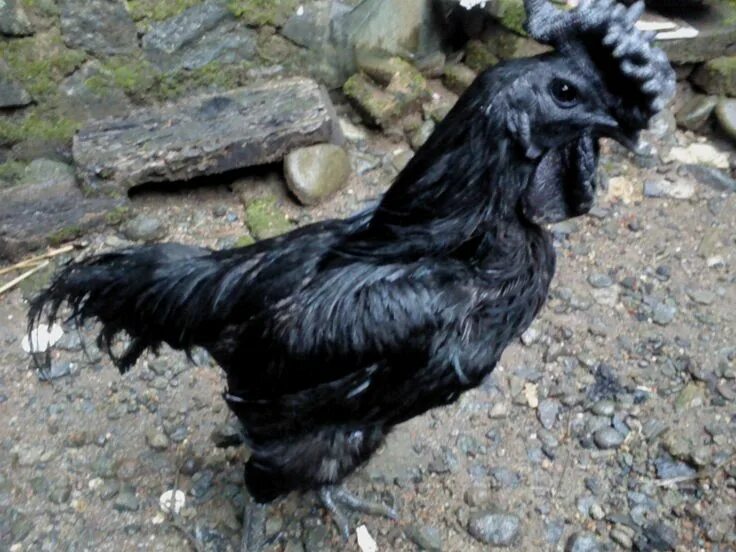 Порода черных кур фото и описание Ayam Cemani (Black Chicken) - #1 Black chickens, Chickens, Rustic gothic