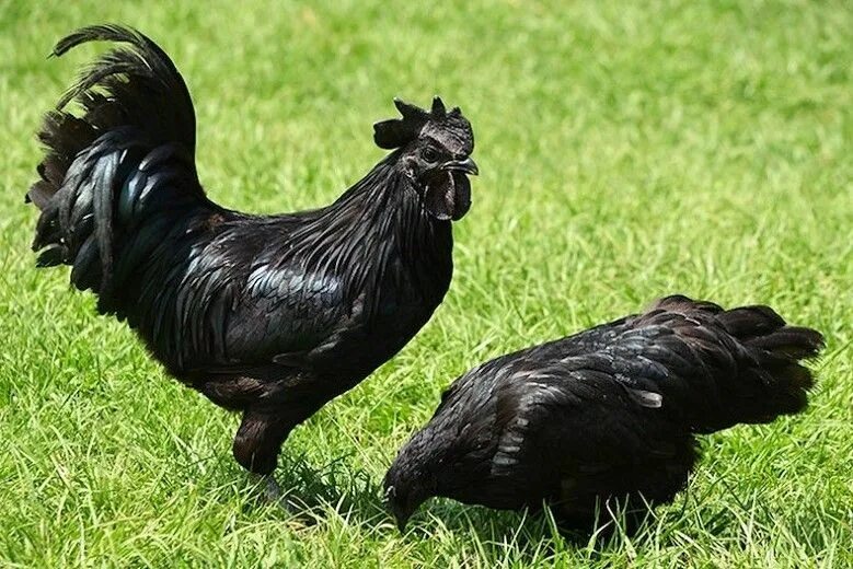 Порода черных кур фото и описание Intriguing facts about natural black skin chicken Породы кур, Сельскохозяйственн