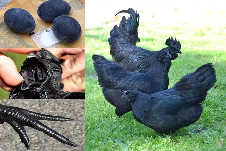 Порода черных куриц фото Pin by Margaret Parrish on Amazing Facts Black chickens, Buff orpington, Chicken