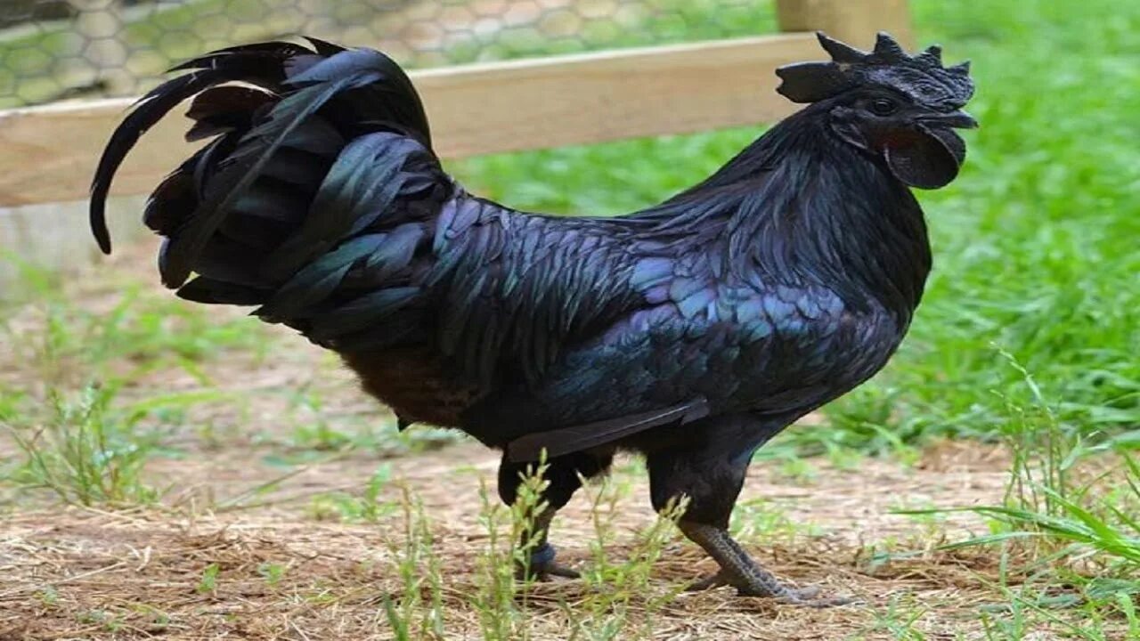 Порода черных куриц фото O Frango Preto da Indonésia, uma Espécie rara no Mundo - Ayam Cemani - YouTube