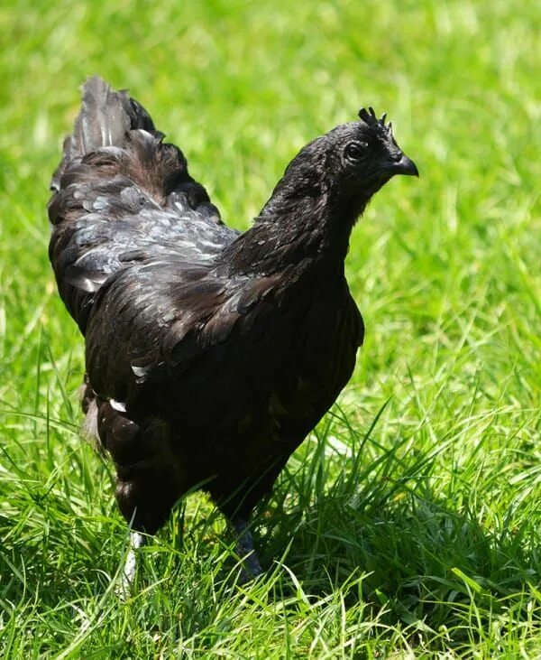 Порода черных куриц фото Normal-Looking Eggs Hatch To Reveal A Very Rare Species Of All-Black Chicken Bla