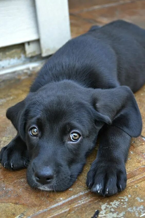 Порода черных собак фото black lab pup.: Black lab puppies, Beautiful dogs, Lab puppies