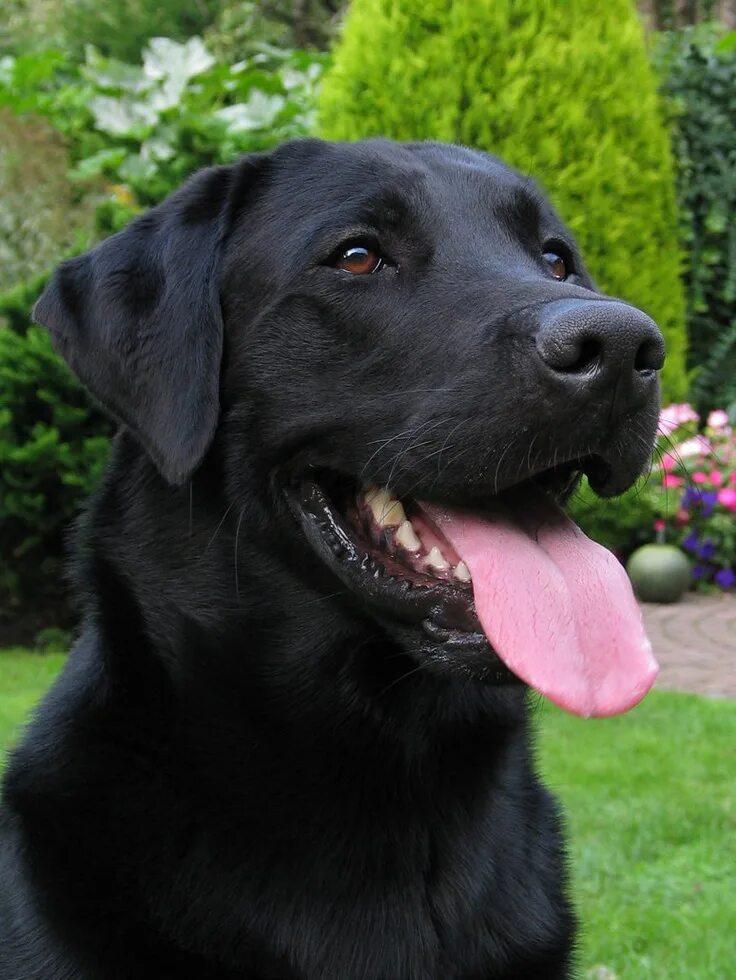 Порода черных собак фото Beautiful girl SEVEN Black labs dogs, Black labrador retriever, Labrador retriev