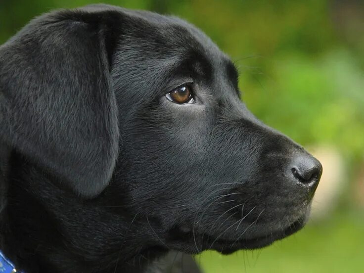 Порода черных собак фото I will never forget you... Labrador retriever, Black labrador, Lab puppies