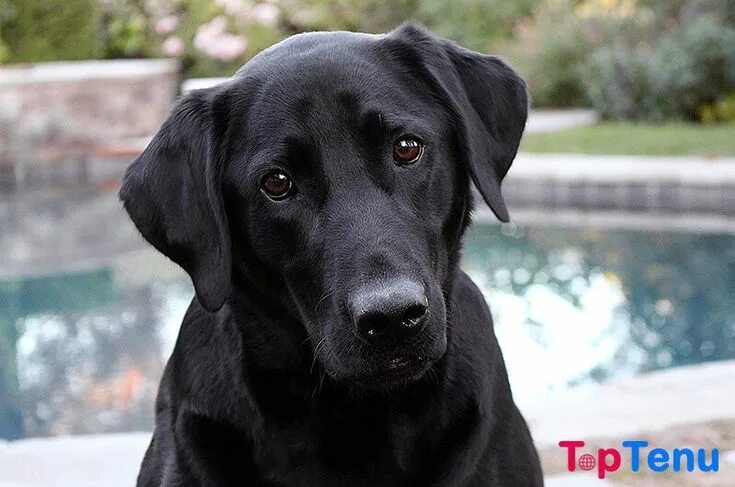 Порода черных собак фото Top 17 Best Police Dog Breeds in the World " TopTenu Police dog breeds, Labrador