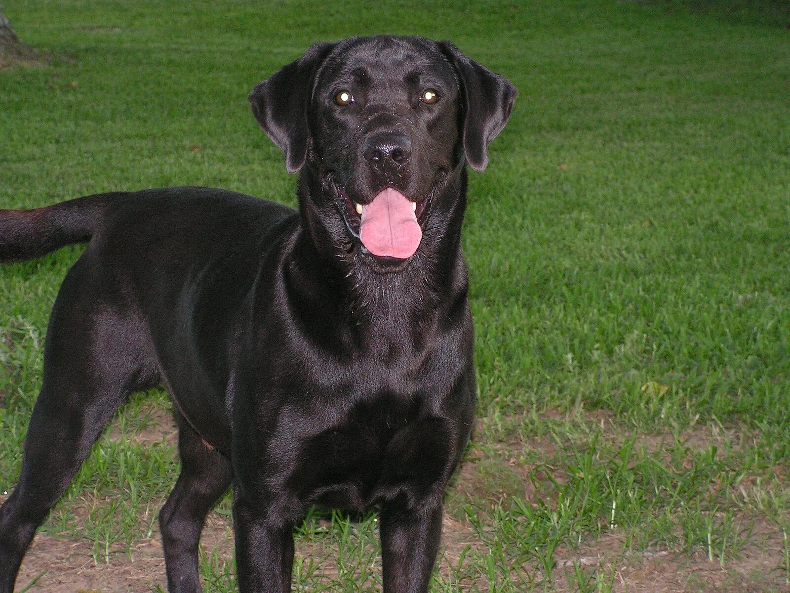 Порода черных собак фото File:Adult black lab.jpg - Wikipedia