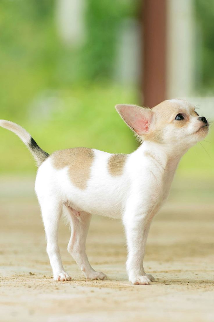 Порода чихуахуа фото щенки Teacup Chihuahua - Pros and Cons Of The World’s Tiniest Dogs Teacup chihuahua, H