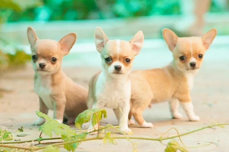 Порода чихуахуа фото щенки Mini Chihuahua: megjelenés, tanácsot választott egy kiskutya, karbantartási, gon