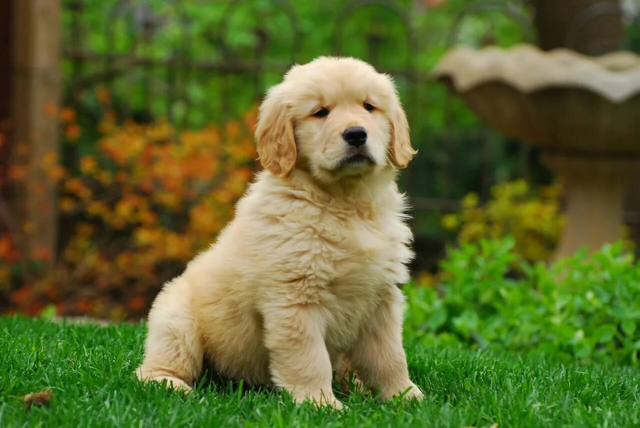 Порода добрых собак фото Cómo adiestrar a un golden retriever Retriever puppy, Golden retriever puppy, Cu