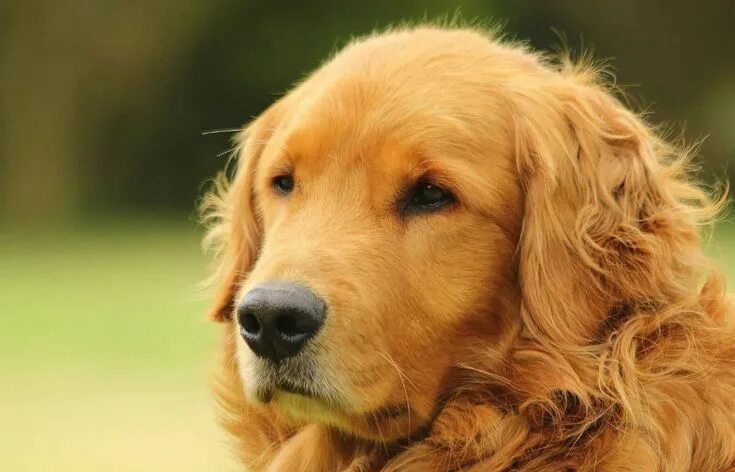 Порода добрых собак фото 30 Breeders of Golden Retrievers in Montana (MT) Golden retriever, Retriever, Go