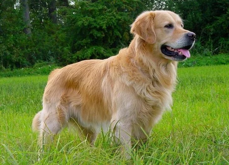 Порода добрых собак фото Pin by Сергей Добрый on Милые животные Golden retriever, Retriever, Dogs golden 