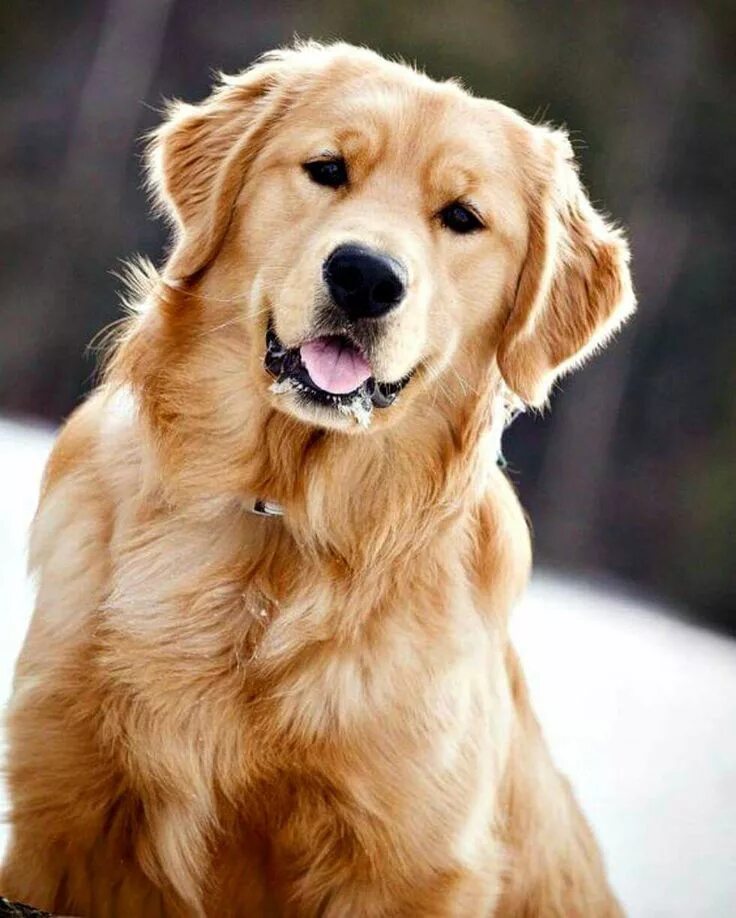 Порода добрых собак фото Pin by Carolina Hidalgo on Golden retriever Retriever, Golden retriever, Dogs go