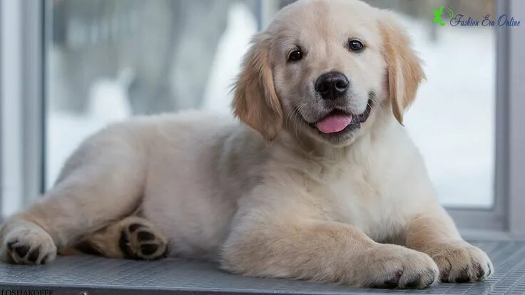 Порода добрых собак фото Going to buy golden retriever puppies to bring at home Golden retriever, Retriev