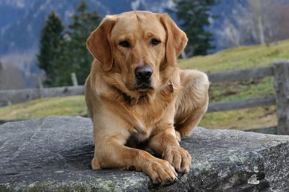 Порода добрых собак фото Visítanos para conocer más de Labradores :) Golden retriever, Dogs, Dog breeds