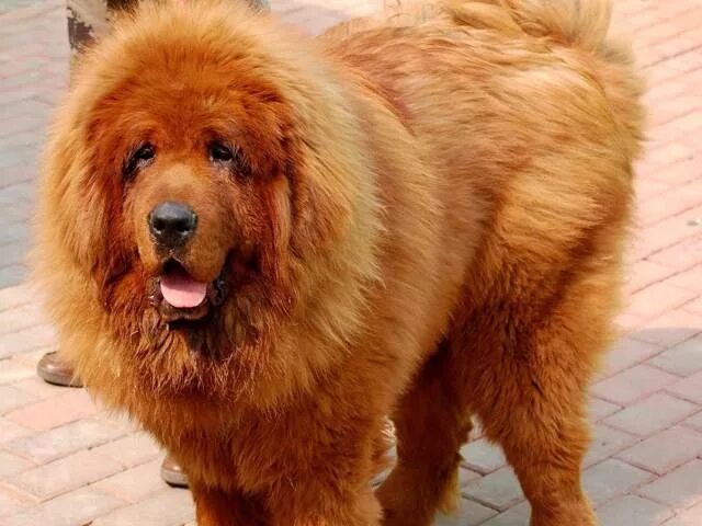 Порода дорогих собак фото с названиями Red Tibetan Mastiff I have one of these and they are THE best dogs! Expensive do