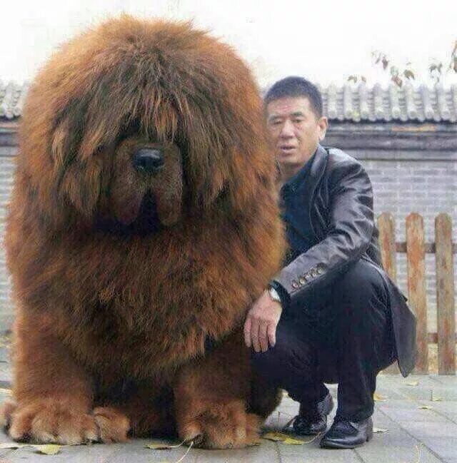 Порода дорогих собак фото с названиями DITE CHE E' UN FAKE? - Grognards Dog breeds, Giant dogs, Huge dogs