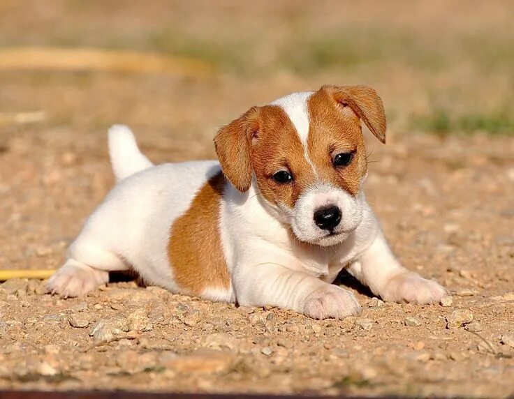 Порода джек рассел щенки фото Pin by Etiane Pereira on Doguinhos in 2022 Jack russell, Jack russell terrier pu