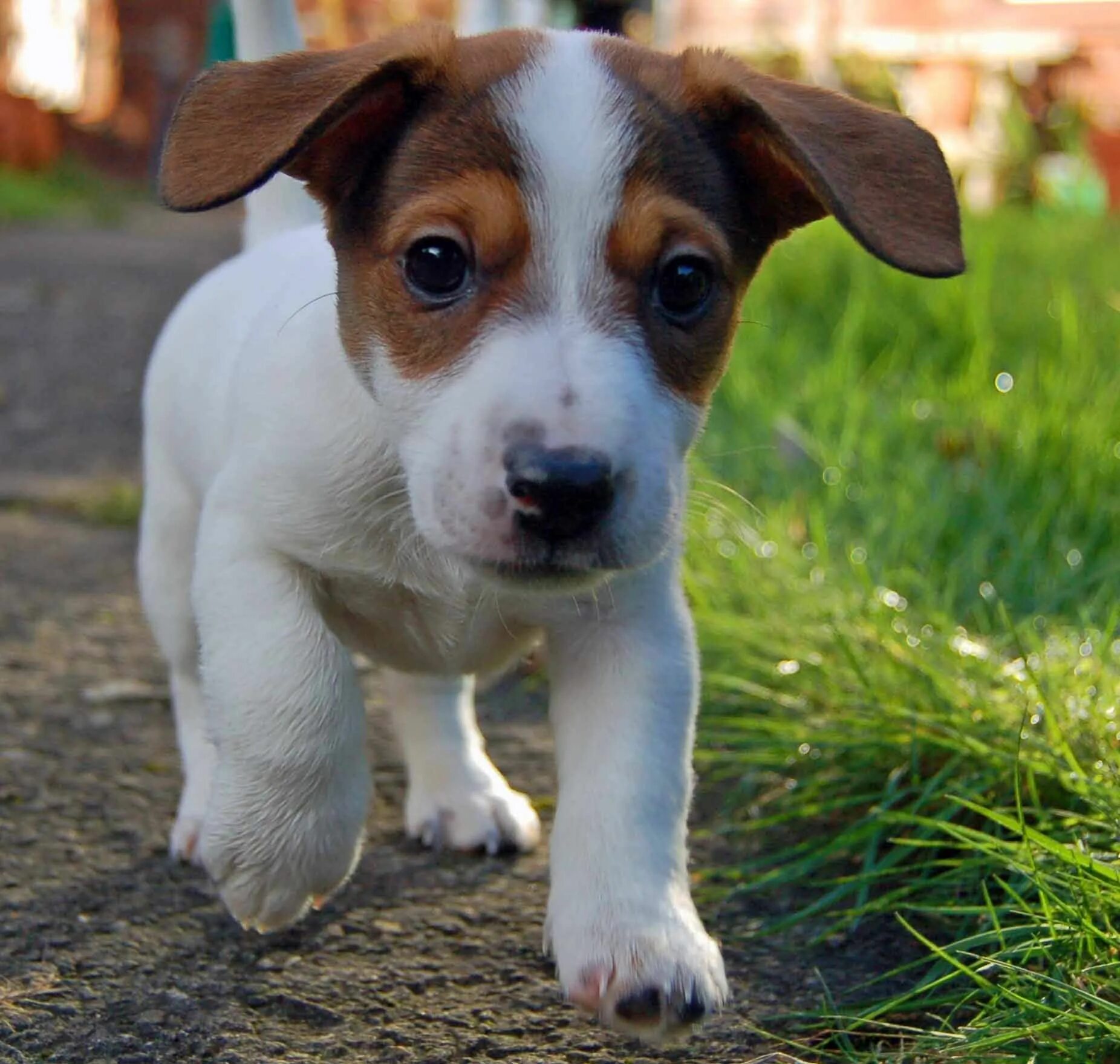 Порода джек рассел щенки фото Сколько стоит собака джек рассел в алмате Jack russell terrier, Jack russell, Do